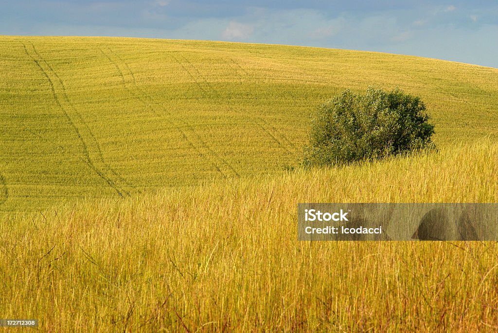 Valdorcia - Royalty-free Agricultura Foto de stock