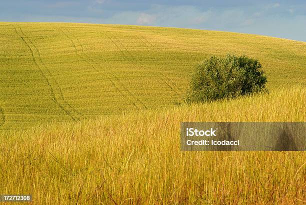 Foto de Valdorcia e mais fotos de stock de Agricultura - Agricultura, Ajardinado, Amarelo