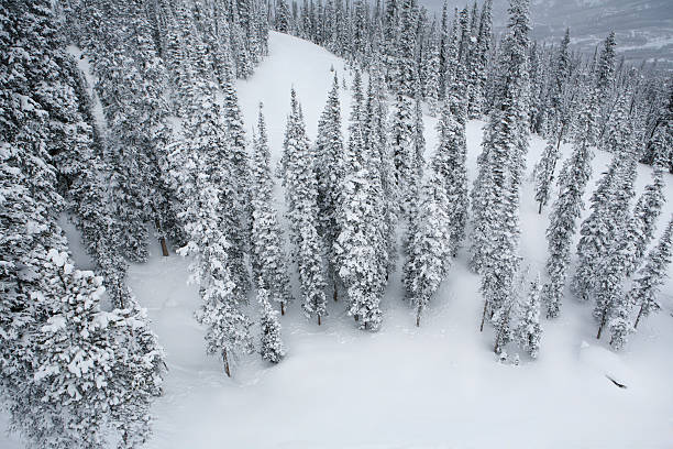 Winter Wonderland Pine trees with heavy snow in Big Sky, Montana. big sky ski resort stock pictures, royalty-free photos & images