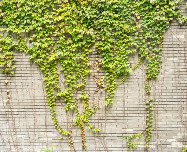 istock ivy leaves on gray brick background 1727126498