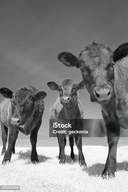 Three Young Angus Cows Stock Photo - Download Image Now - Aberdeen Angus Cattle, Black And White, Calf