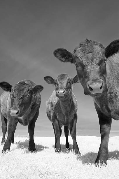 três jovens vacas de angus - calf newborn animal cattle farm - fotografias e filmes do acervo