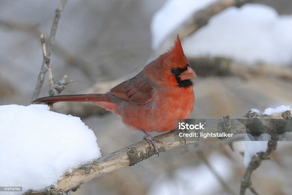 Mâle Cardinal - Photo de Beauté de la nature libre de droits