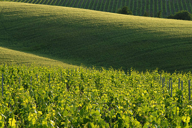 valdorcia - siena province tuscany italy fog photos et images de collection