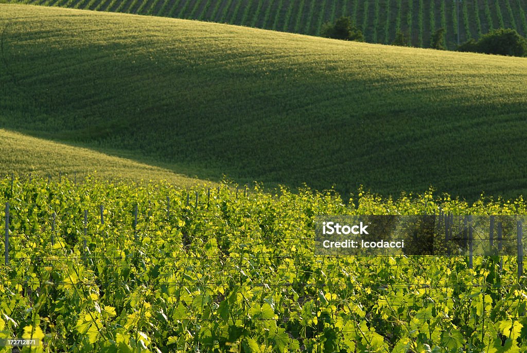 Valdorcia Valdorcia landscape - tuscany Agricultural Field Stock Photo
