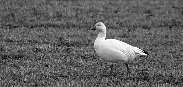A wild snow goose walking across a field of grass.  This snow goose is a member of the Pacific Flyway annual winter migration.  I specialize in the capture of snow goose images.  See my blog!