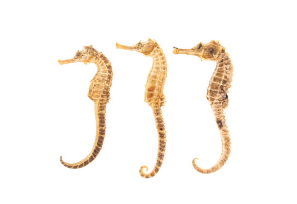 istock dry Sea Horse isolated on white 1727129743