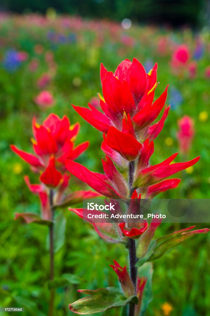 Castilleja de flores coloridas em uma montanha Meadow - Foto de stock de Brilhante - Luminosidade royalty-free