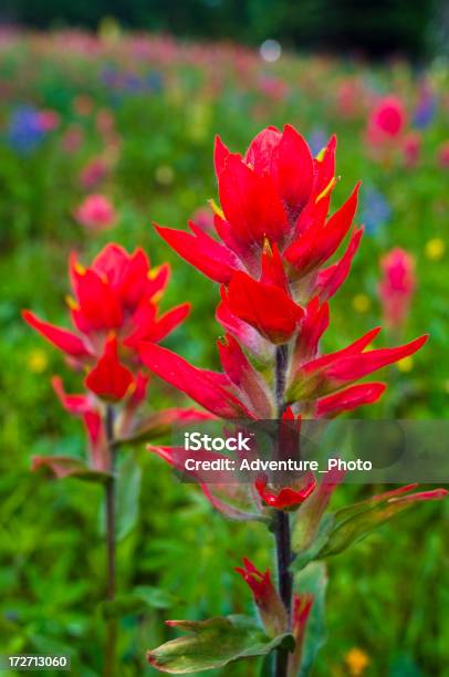 Foto de Castilleja De Flores Coloridas Em Uma Montanha Meadow e mais fotos de stock de Brilhante - Luminosidade