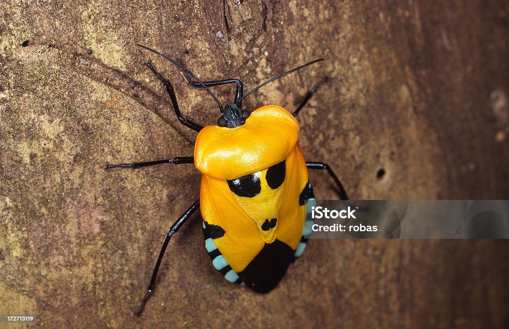 Scarabeo tropicale - Foto stock royalty-free di Coleottero