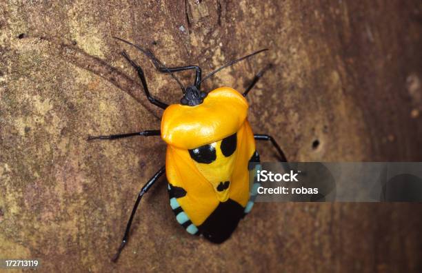 Scarabeo Tropicale - Fotografie stock e altre immagini di Coleottero - Coleottero, Foresta pluviale, Madagascar