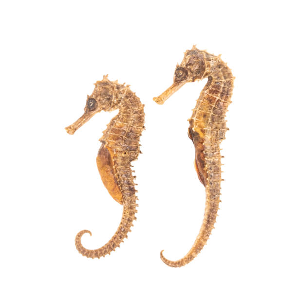 istock two Sea Horses isolated on white 1727131374