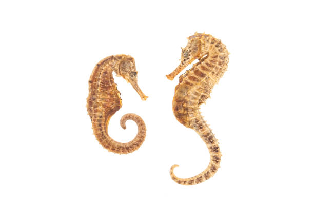 istock two Sea Horses isolated on white 1727131912