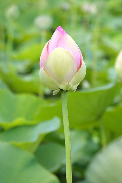 istock Lotus Lily Portrait 172713289