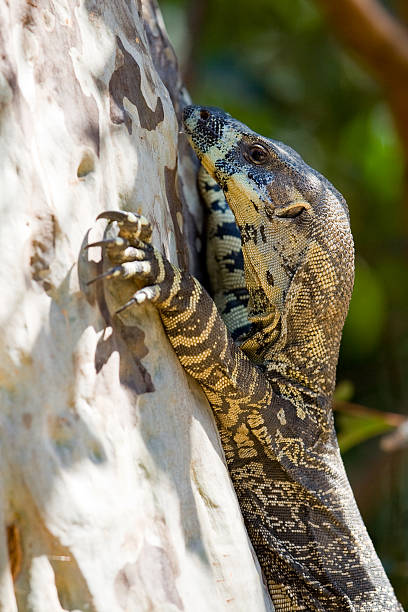 Goanna (Monitor Lizard) climbing up a tree stock photo