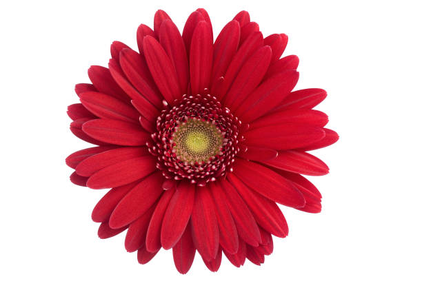 margherita isolato (xl - perfection gerbera daisy single flower flower foto e immagini stock