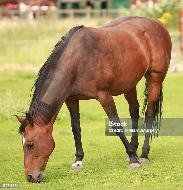 Foto de Aprecie A Cavalo e mais fotos de stock de Alimentar - Alimentar, Animal, Animal de Fazenda