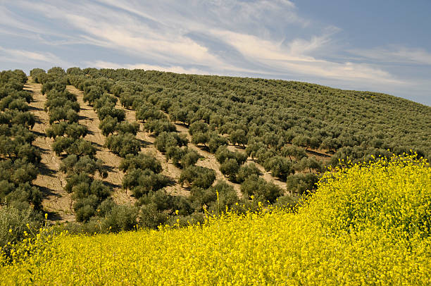 Landscape with olive orchard and oilseed rape flowers in spring,Andalusia,Spain.
