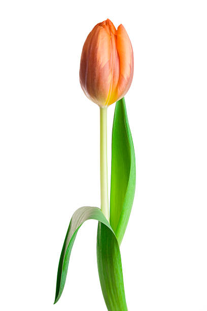 Cтоковое фото Красивый весенний тюльпан цветок (одноместный