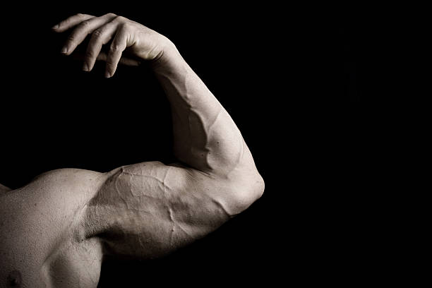 istock Muscular Male Bicep of a Bodybuilder 172713667