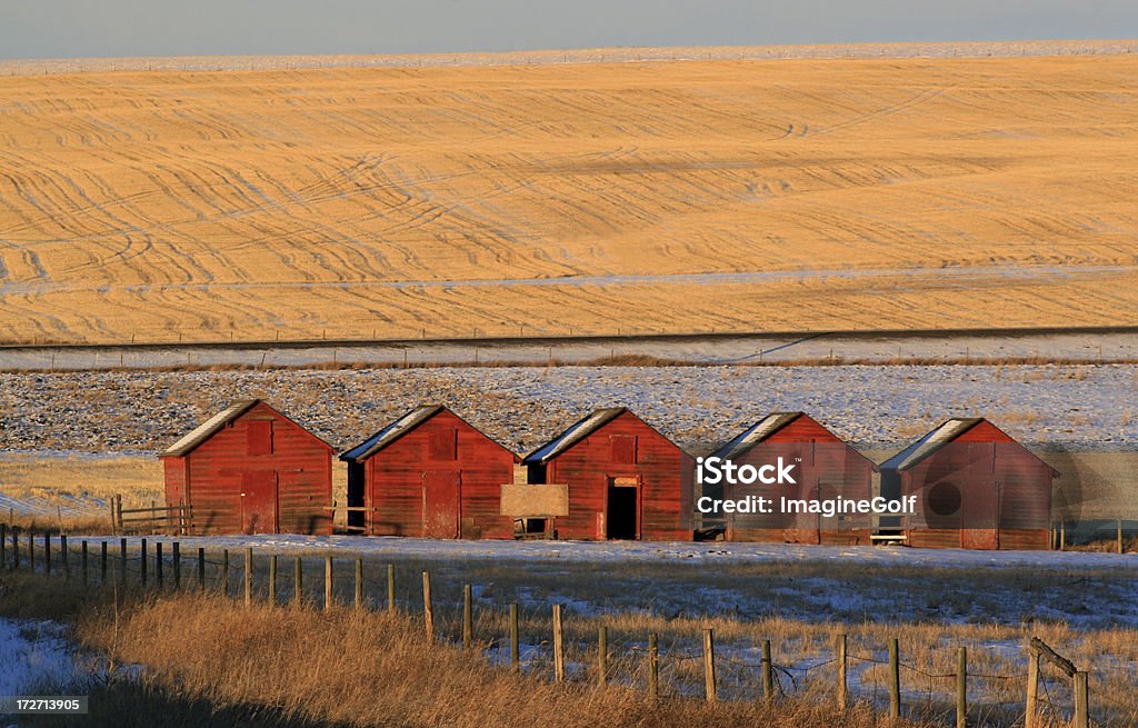 Rustic Red Sheds in Row on the Prairie in Alberta, Canada   "Five sheds on the prairie. Alberta, Canada." Agricultural Field Stock Photo