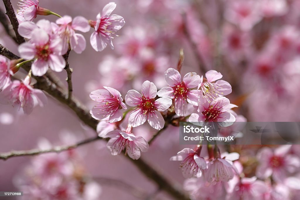 Flor de cerezo - Foto de stock de Aire libre libre de derechos