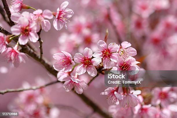 Flor De Cerezo Foto de stock y más banco de imágenes de Aire libre - Aire libre, Albaricoque, Albaricoquero