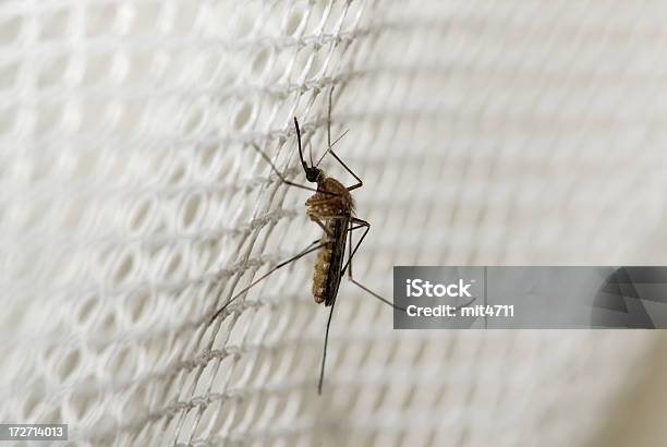 モスキート - マラリアカのストックフォトや画像を多数ご用意 - マラリアカ, 蚊, アフリカ