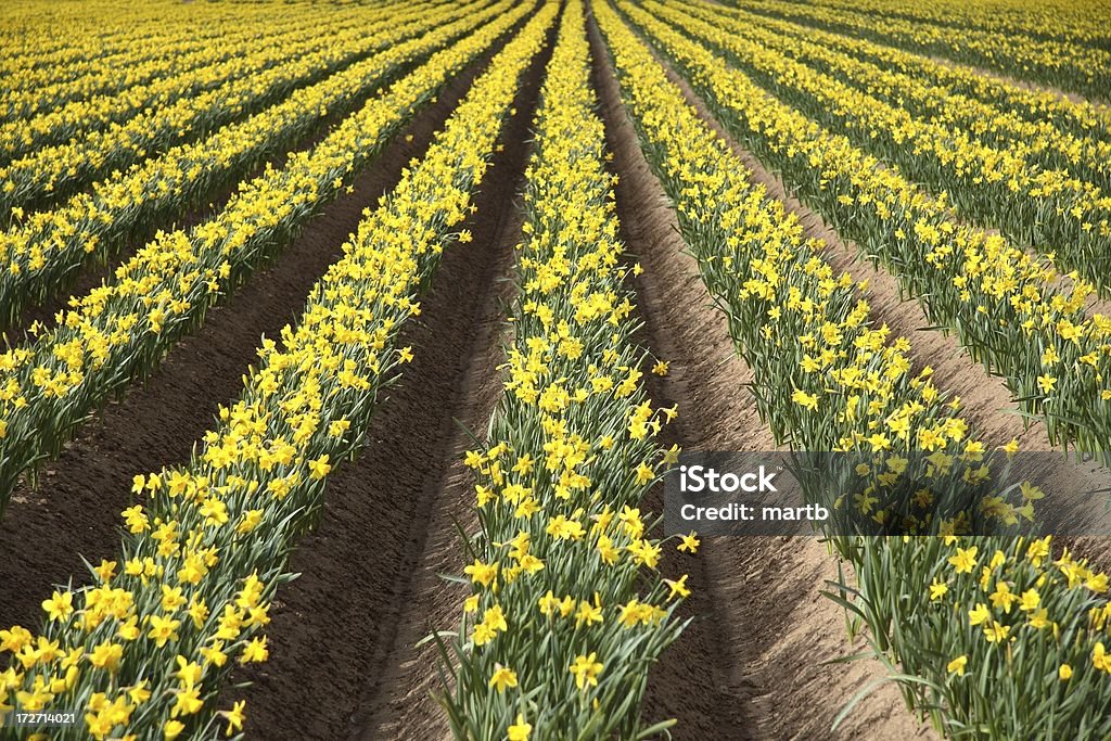 Cultivado daffodils - Royalty-free Narciso - Flor Foto de stock