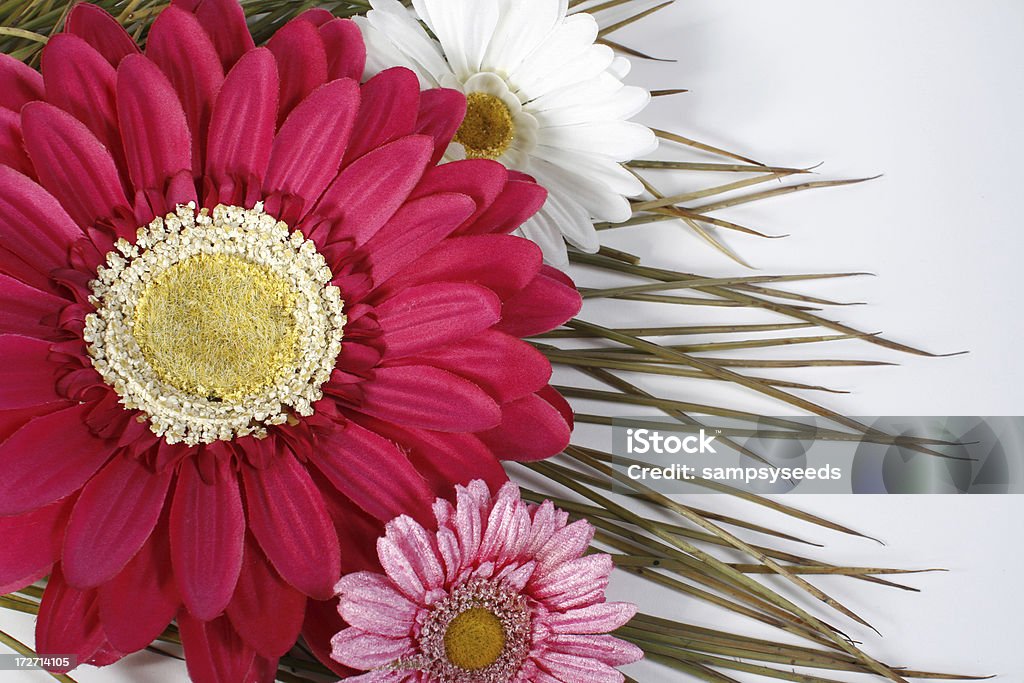 Gänseblümchen - Lizenzfrei April Stock-Foto