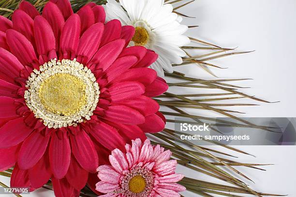 Gänseblümchen Stockfoto und mehr Bilder von April - April, Bildhintergrund, Blume
