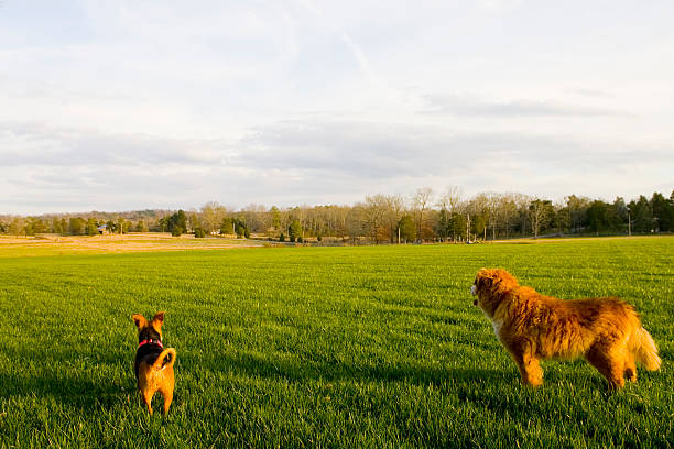 Dogs Keep Watch stock photo