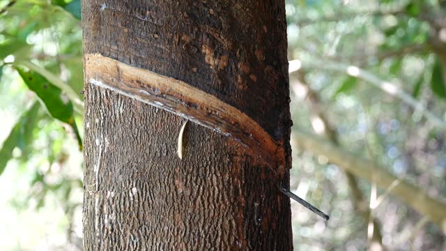 Rubber planters are tapping rubber with a rubber tapping knife