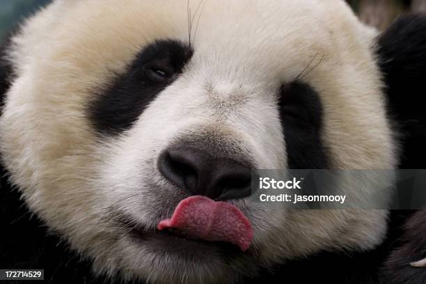 パンダをなめる - なめるのストックフォトや画像を多数ご用意 - なめる, アジア大陸, ウーロン自然保護区