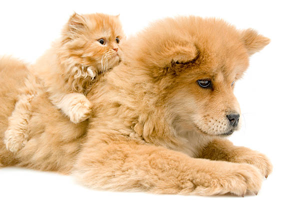 istock chow-chow and his friends 172714600