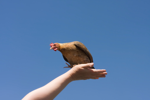 A small chicken sitting on a woman's hand on a dark blue sky background.