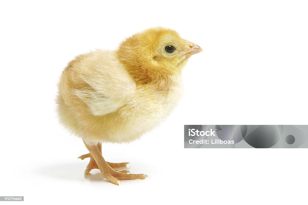 Baby Chick Cute little baby chick on white.Another one: Baby Chicken Stock Photo