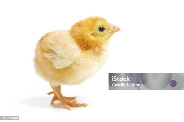 Baby Chick Stock Photo - Download Image Now - Baby Chicken, Young Bird, Cut Out