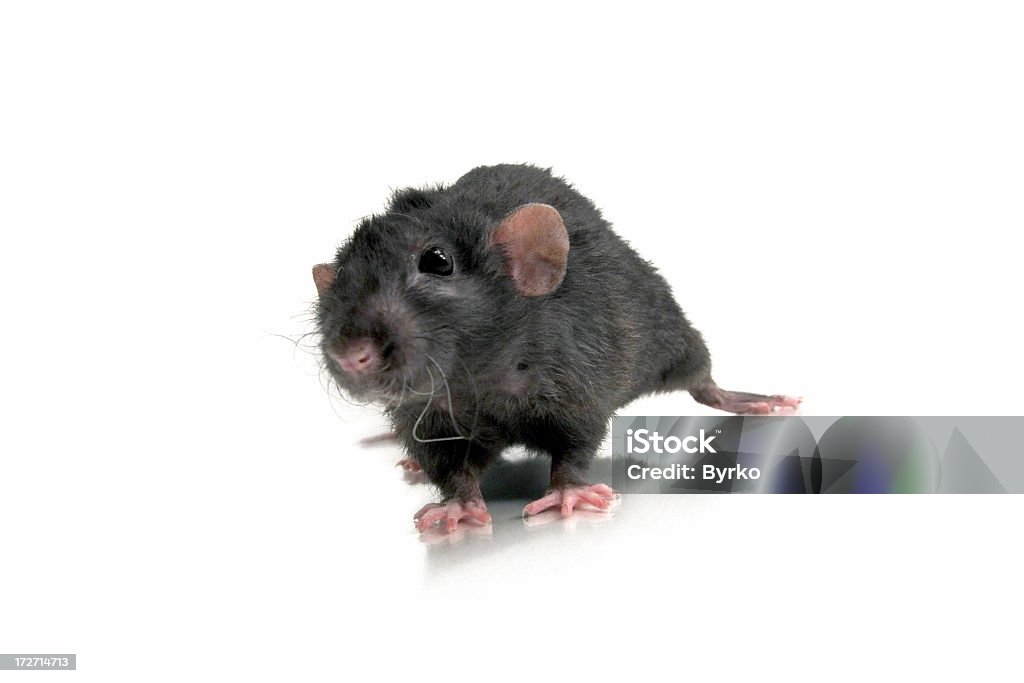 Skradanie się czarny szczur - Zbiór zdjęć royalty-free (Ciekawość)