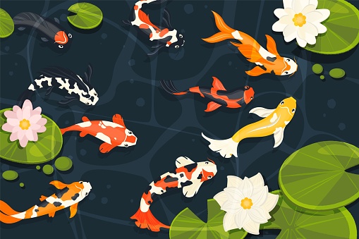 Pond with koi fish. Exotic decorative goldfish, cartoon chinese carp swimming in lake with lotus flowers in cartoon style. Vector illustration. Aquatic asian animals with blooming plants