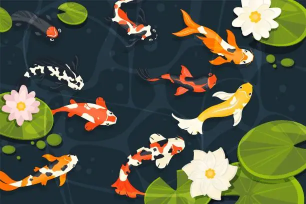 Vector illustration of Pond with koi fish. Exotic decorative goldfish, cartoon chinese carp swimming in lake with lotus flowers in cartoon style. Vector illustration
