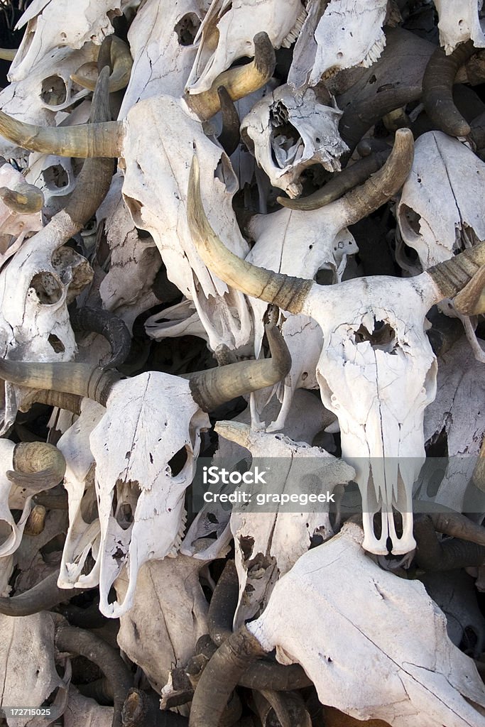 Vaca Skulls - Royalty-free Animal Foto de stock