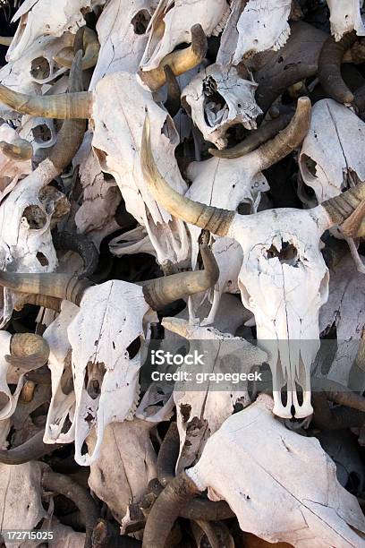 Vaca Skulls - Fotografias de stock e mais imagens de Animal - Animal, Animal morto, Cabeça de animal