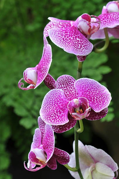 istock Cluster of Purple Orchids 172715160
