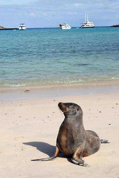 istock Galapagos Sea Lions Basking on Beach, Galapagos islands, Ecuador 172715236