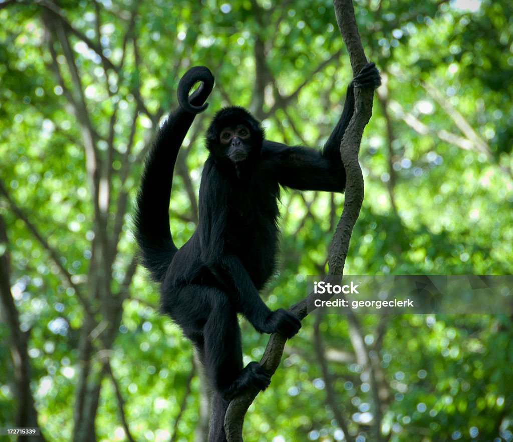 Macaco de parede - Foto de stock de Cauda royalty-free