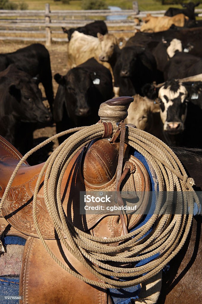 Krowy i sprzęt - Zbiór zdjęć royalty-free (Lasso)