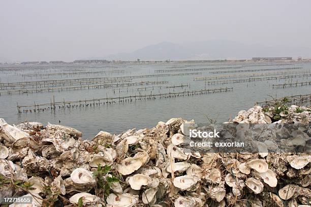 Oyster Shell Wall Stock Photo - Download Image Now - Abstract, Animal Shell, Architecture