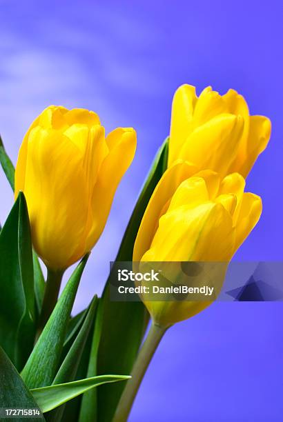 Spring Tulips Stock Photo - Download Image Now - Bunch of Flowers, Celebration Event, Flower