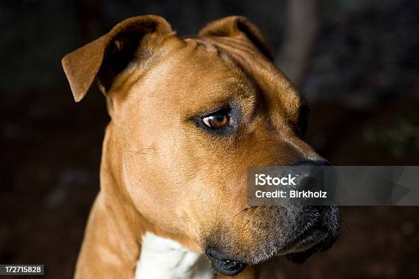 アメリカンスタッフォードシャーテリア犬 - テリア犬のストックフォトや画像を多数ご用意 - テリア犬, 英国 スタッフォードシャー, アメリカンスタッフォードシャーテリア